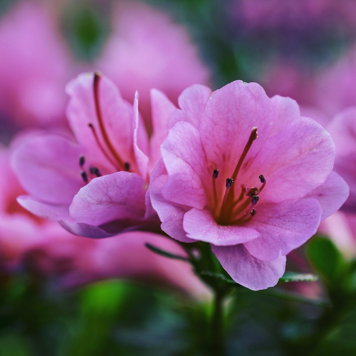 JustinHardigree's tweet photo. 🌸I spent the first day of Spring at the Botanical Gardens in #Athens w/ the wonderful @KelCaudell 🌸
#flower #spring https://t.co/kh2RzRAHUk