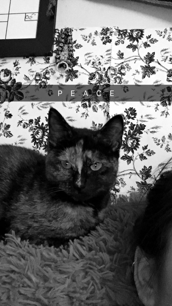 NanaNoert's tweet photo. #cat https://t.co/LP5E3tUo0k