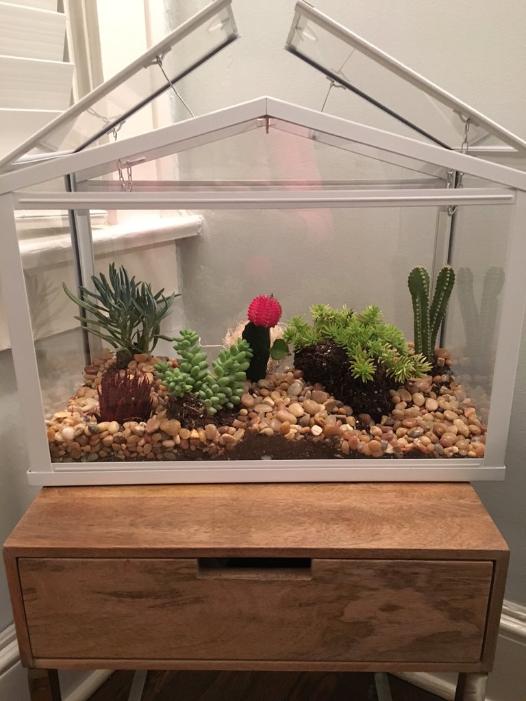 tinacolada1's tweet photo. #sundayproject #SucculentSunday #terrariummagic https://t.co/WF0xBT19wJ
