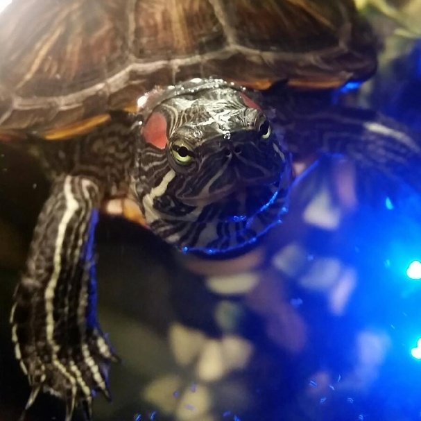 Nikki_Night's tweet photo. Axl is bae π’ππΉ
#TrueLoveIs #turtle #cutepetclub #cute #turtles #TwitterTurtles https://t.co/p9moa386d3