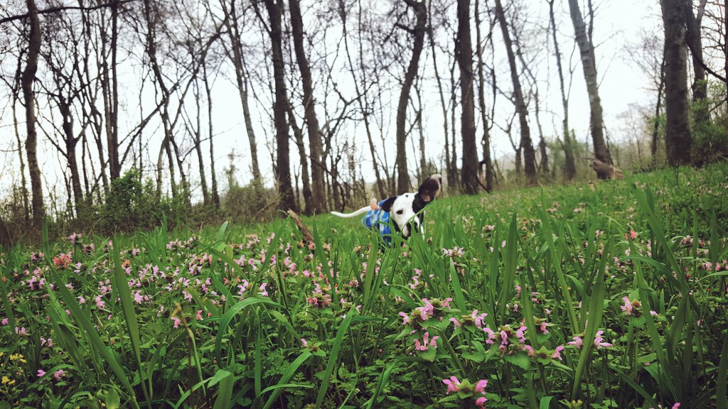 BrittneySparn's tweet photo. #SundayFunday hiking with the boys @PhilipSparn & Rocky the #pointerpup! https://t.co/ItG64IJNSI
