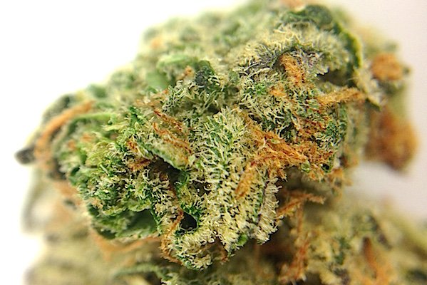 ABG_Marketplace's tweet photo. RT "Girl Scout Cookies #Cannabis Strain Review - https://t.co/0Tbvj1rQUc #Denver #Colorado #weed #DenverRelief https://t.co/EiiYLqyxBU" A…