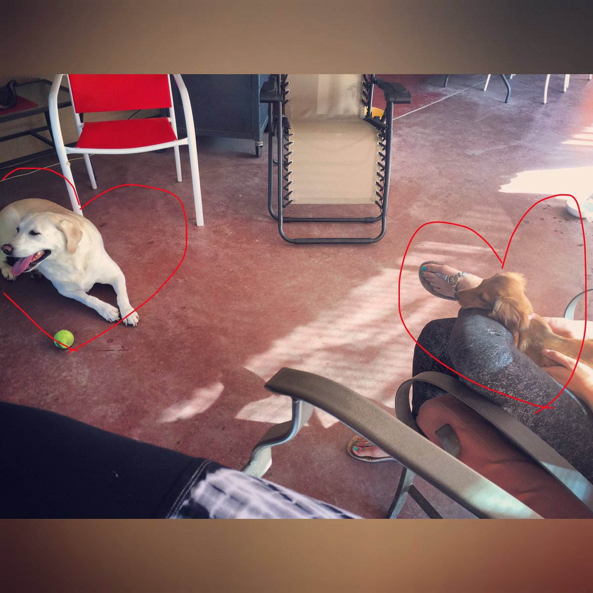 steff_anderson's tweet photo. Furbabiesโค๏ธโค๏ธ๐พ๐พ #daisy #belle #yellowlab #minidachshund #sundayfunday #404club https://t.co/S2LLVIoWaE