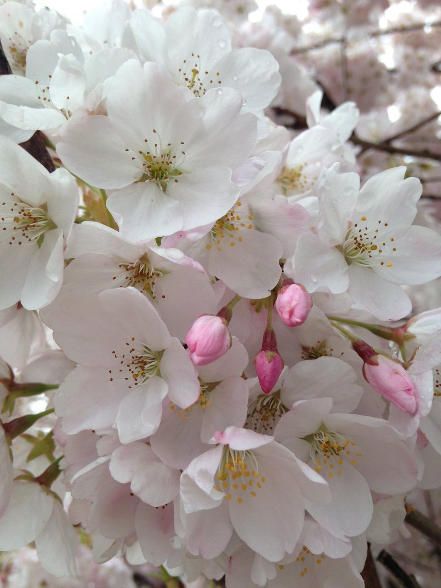 Steve LaRocca tweet media