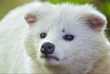 STOP FUR TRADE tweet media