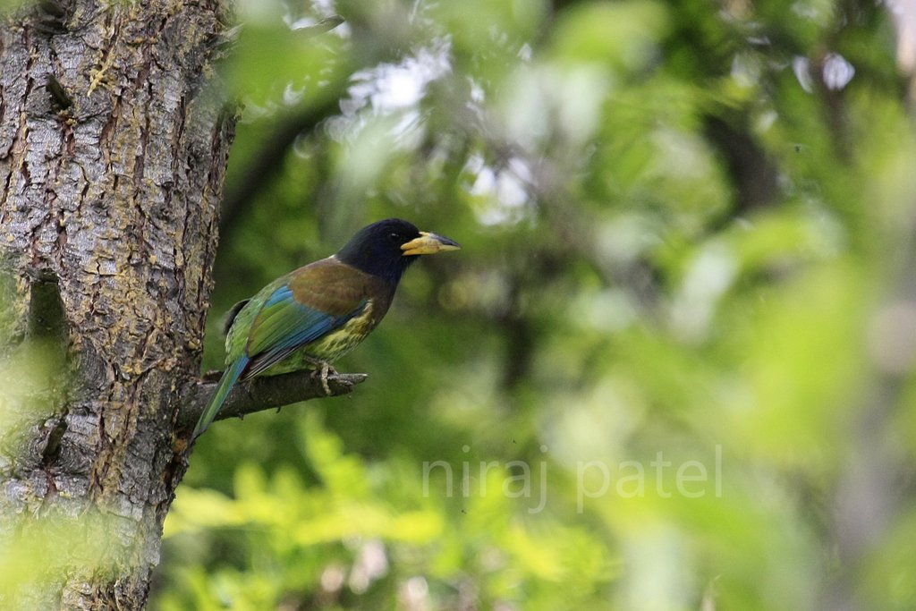 bit.ly/1LTkq95 Great Barbet #barbet #greatbarbet #birdsofindia #manalibirds