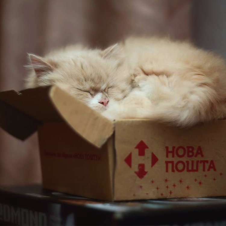 У наших коробках кожній посилці настільки ж солодко, як і цьому коту ;)