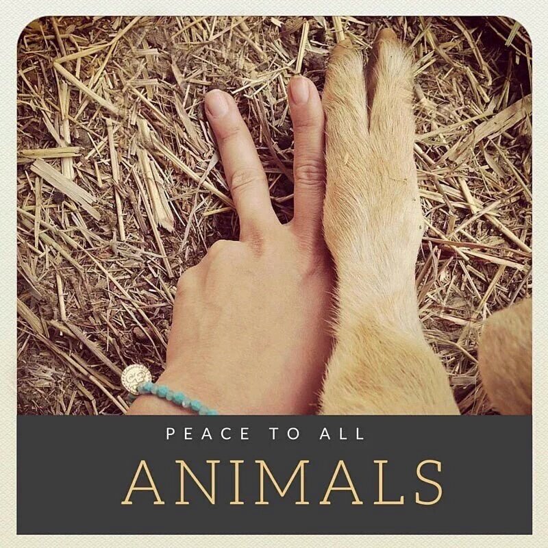 ✌💛 <a href="/PA_Animais/">Puro Amor - Animais</a> <a href="/MeuAnjoDe4Patas/">#AnjosDe4Patas</a> <a href="/MARILINMR133/">Marilin</a> <a href="/Adriano_ADBG/">Adriano Goulart</a> <a href="/sandrasimi/">sandra</a> <a href="/VisaoParticular/">Lili</a> <a href="/zzamor_animais/">Maria José - Animais</a> <a href="/animalveg/">animalveg  Ⓥ</a>