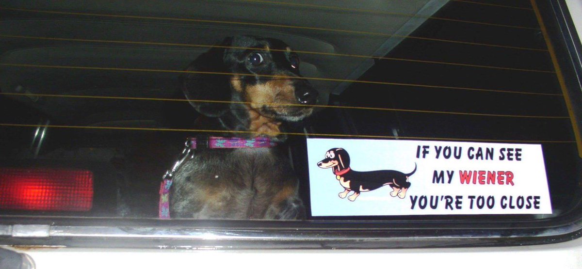 EquipoFreak's tweet photo. ¡Ahora necesito un perro salchicha! https://t.co/tX9AdfNNgi