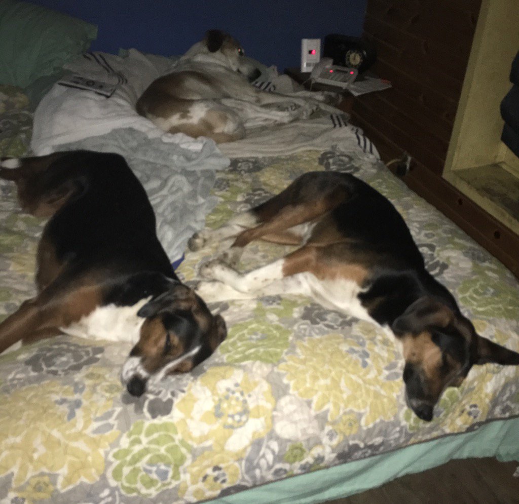reneejulene's tweet photo. One of these dogs really stinks tonight but I am not sniffing them to determine which one. #peacelovedog #Nitetweeps https://t.co/s2At2Ym3PP