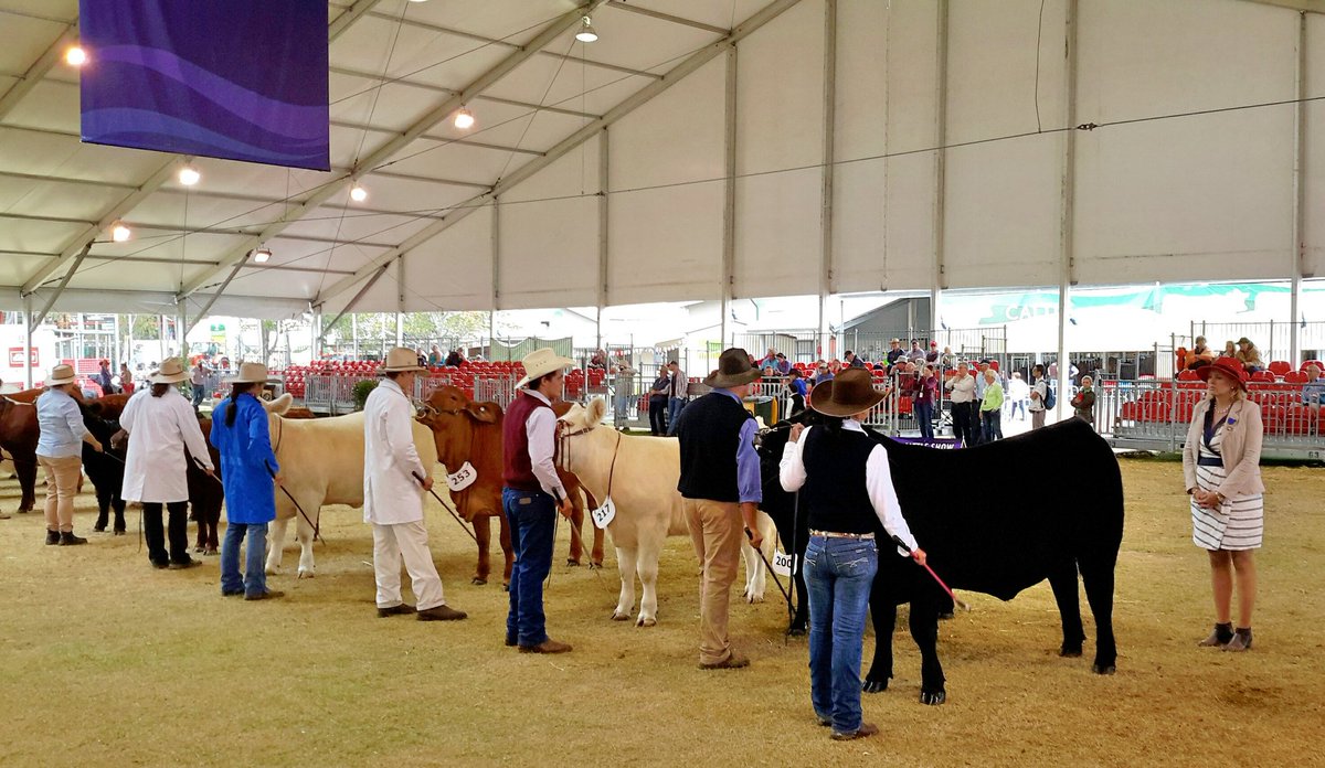 RAS 2016 <a href="/eastershow/">The Sydney Royal Easter Show</a> #Interbreed #Heifer judging underway being judged by Mrs Diana Wood