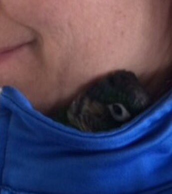 mermaiden8's tweet photo. My bird is literally a creeper... https://t.co/Y6lvbCLaC0