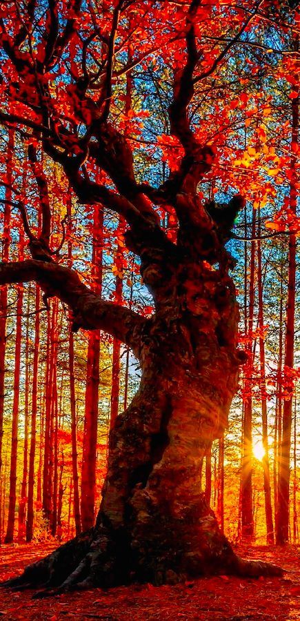 Ma più ama l’albero nel vento, quando assomiglia alla fiamma futura.

Guidacci

#Apertura dei #VentagliDiParole 21/3