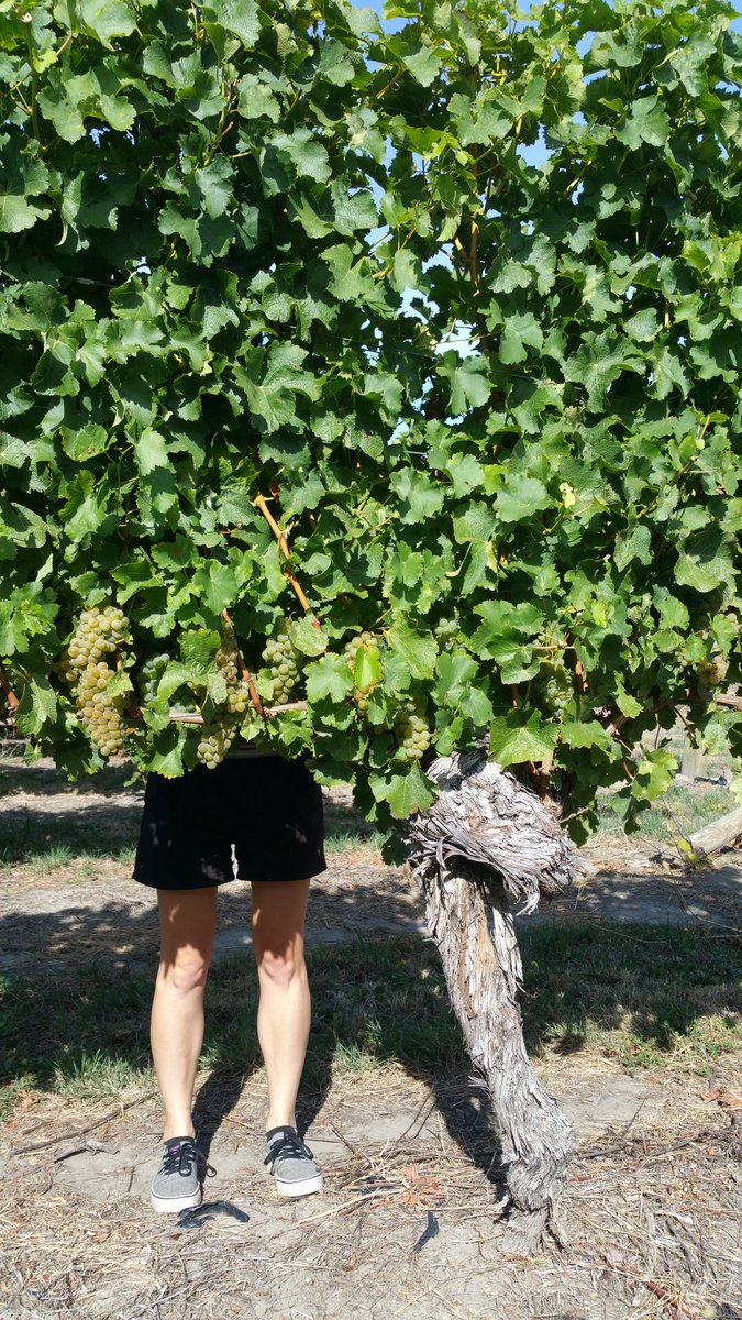 We have great trunks in Marlborough... <a href="/saintclairwine/">Saint Clair Family Estate🍷</a> Wairau Reserve Sav vineyard #nzv16 #nzwine #onlymarlborough