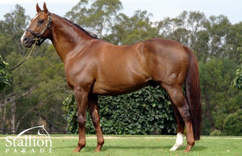 Stallion_Parade's tweet photo. Featured Stallion: 3 x Gr 1 winner HOST. 63% of his progeny are winners! Find out more: https://t.co/pu8jazTXmL https://t.co/tdZTVeoyr1