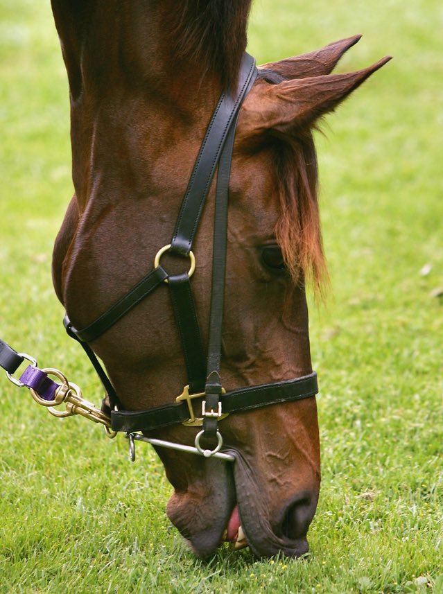 FlemingtonVRC's tweet photo. Happy birthday Makybe Diva! The three time Emirates Melbourne Cup winner turns 17 today. 
#Flemington https://t.co/eWNxcDUaRJ