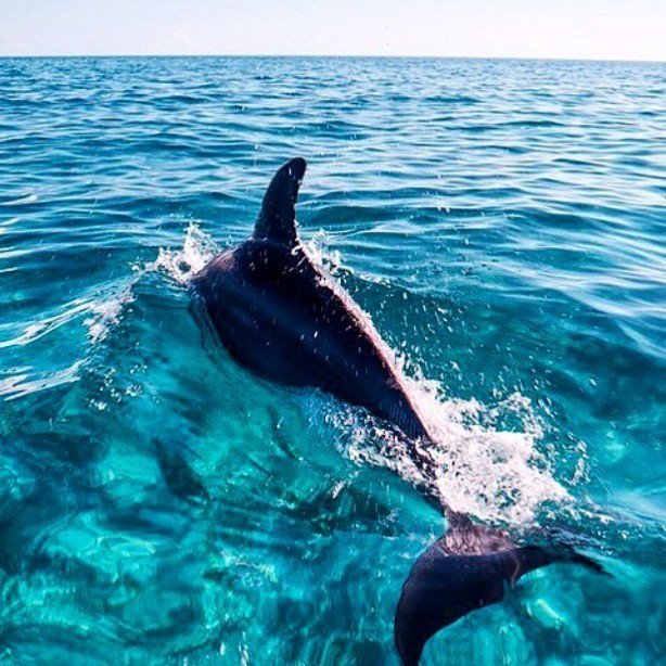 Fede_Soler_Mej's tweet photo. Dolphiiiinnnnsss🐬🐬🐬 #poolorbeach #ocean #pool #love #pool #locococonutau #bff #beach #bondi #beauty #bikinis #scrub… https://t.co/CZzPsgaoXs