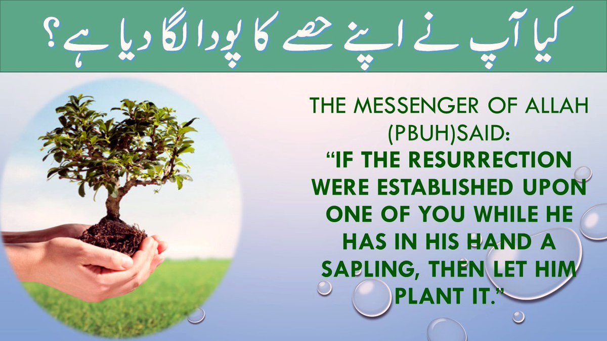 MansorQaisar's tweet photo. #Propht said If Resurrection were established upon 1 of u has in hand a sapling let him #plant it #OneTreeOneLife https://t.co/XOyJ3ojSY1