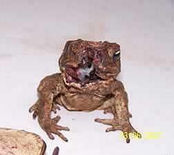 ToadBusters's tweet photo. The Australian version of #TheWalkingDead! #canetoads #australia https://t.co/lrV1bSBP44