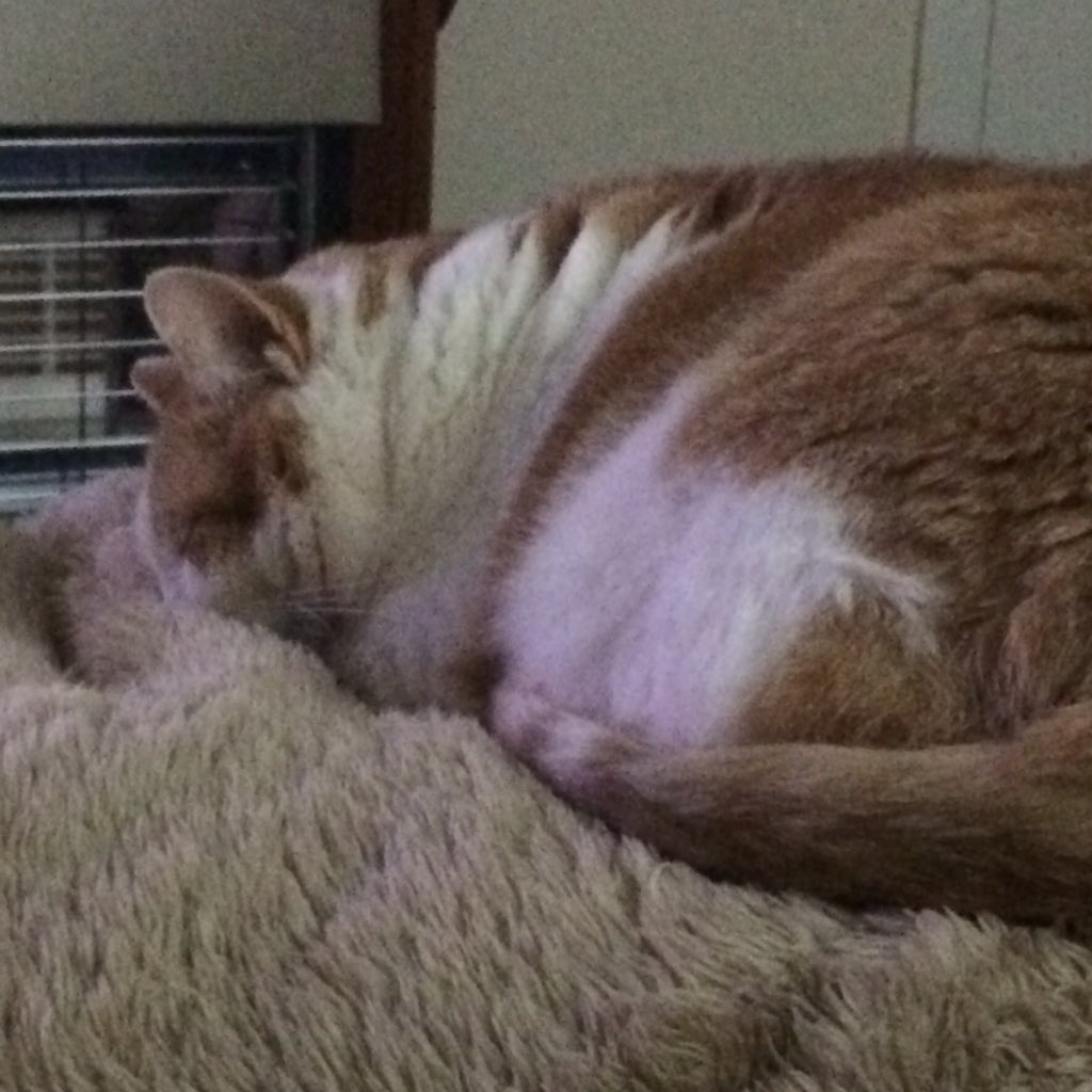 BellaGingerCat's tweet photo. If I sleep, Monday will be over. #hatemondays #CatsOfTwitter #gingers #crazycat #gingerwhinger https://t.co/f3eU3udnLV