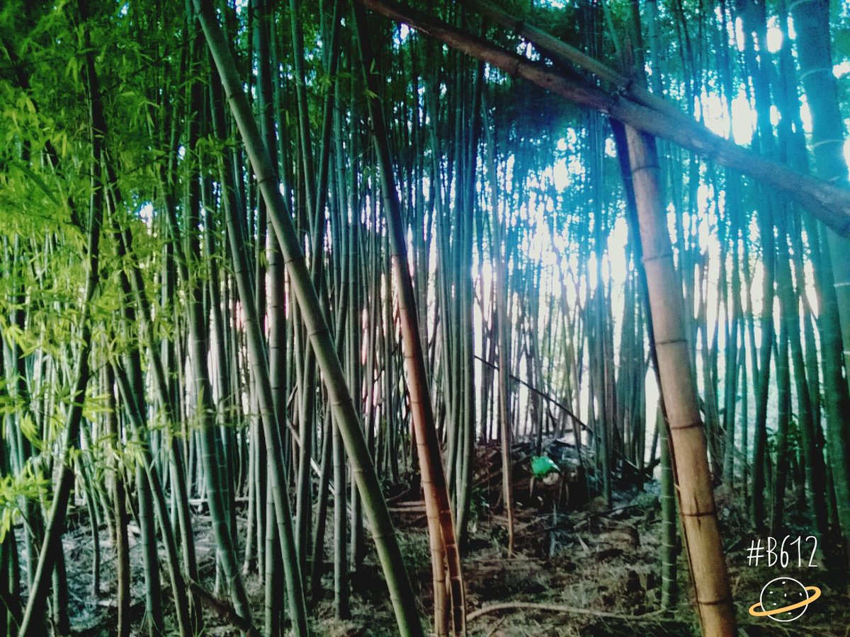 あ き Twitter પર 迷いの竹林行ってきた 迷いの竹林 永夜抄 似てると思ったらrt T Co Mt5szvhch3 あ き Twitter પર 迷いの竹林行ってきた 迷いの竹林 永夜抄 似てると思ったらrt T Co Mt5szvhch3