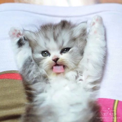 LUHA_CAT's tweet photo. 루하랑 놀쟈..

@OwnFs_b @RT_Gomdol @3DhRT @_RTRT__bot https://t.co/mpOMlUTaPa