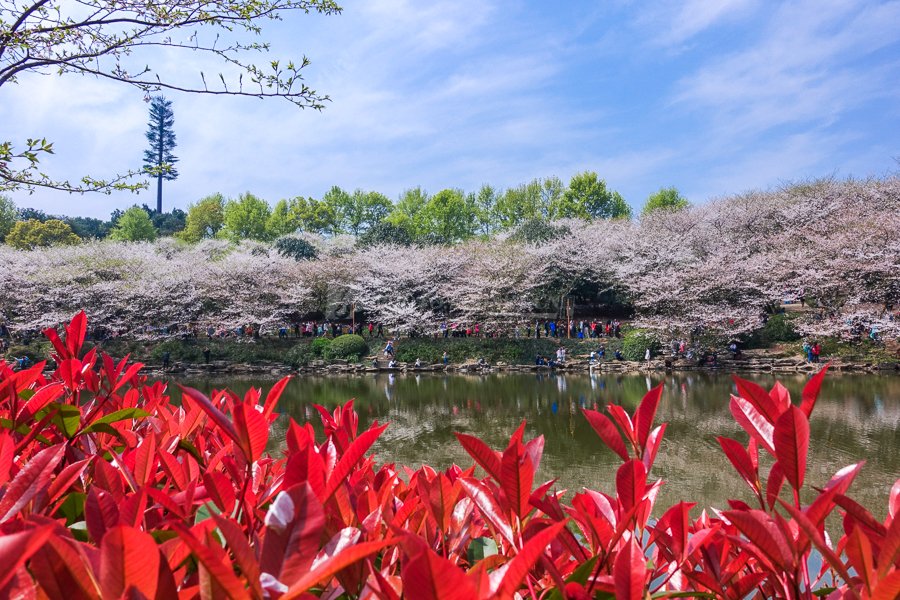 ThisIsHunan's tweet image. As spring sets in, Hunan Botanic Garden welcomes an increasing number of visitors to enjoy the beauty of its flowers