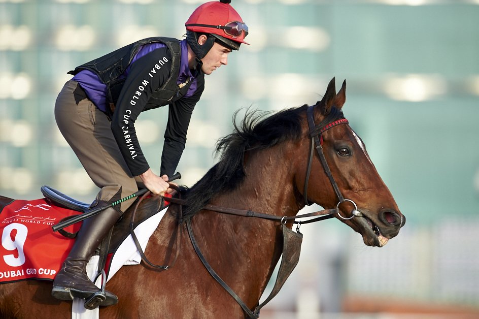 RacingDubai's tweet photo. Dubai Gold Cup runner Certerach trained by @MHalfordRacing looks powerful at #Meydan @WatkinsPhotos #DubaiWorldCup https://t.co/SUCLlq22pr