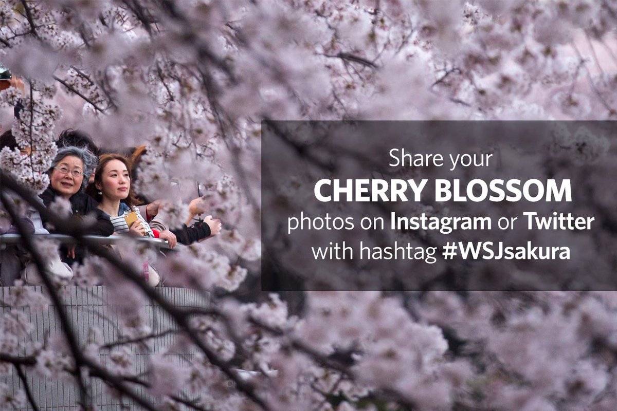 WSJ's tweet image. It’s that time of year when Japan gets pretty in pink. Share your photos: on.wsj.com/1UeRKdV #WSJsakura