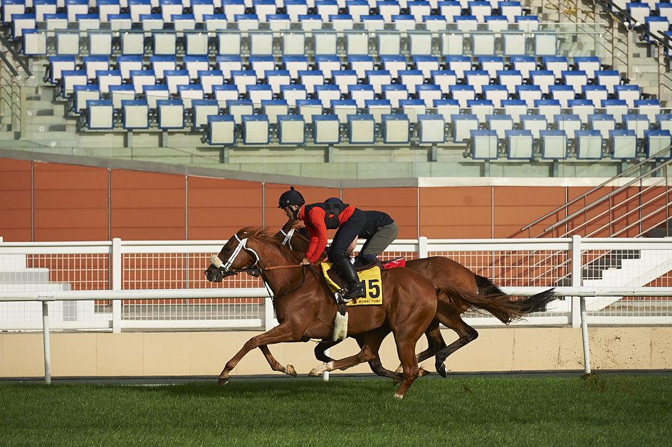 RacingDubai's tweet photo. Basateen: Dubai Turf &amp; Meadow Creek: Gold Cup from Doug Watson's #DubaiWorldCup #Meydan #DWC16 @WatkinsPhotos https://t.co/85ioDRzKig