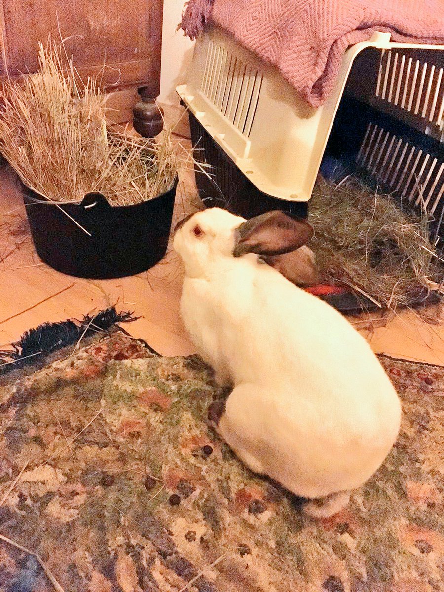 MinoValleyFarm's tweet image. George #bunny is living indoors while he recovers from his illness he was saved from medical research #bantesting