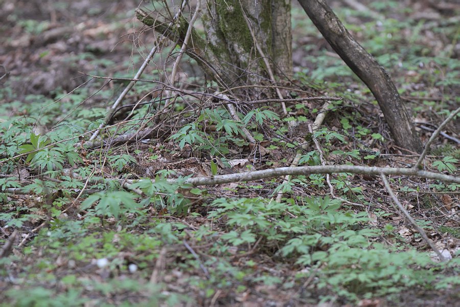 Vai ligzdu redzi? Un, sēžot hārvesterā, redzētu? Paraksties #ParPutnuDzīvi: ej.uz/parputnudzivi Foto: M. Strazds