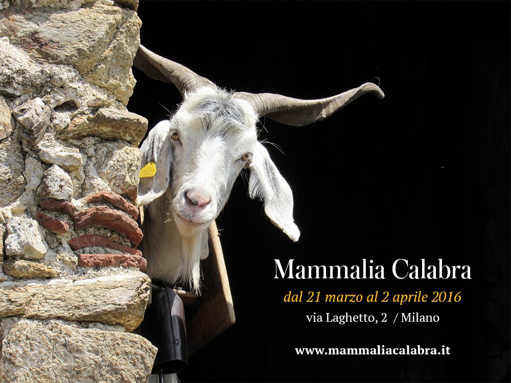 FrancoScarpino's tweet photo. Vi aspetto stasera alle 18.30 in via Laghetto 2 a Milano per l'inaugurazione dell'anteprima di #MammaliaCalabra https://t.co/O6FkwWUQyz