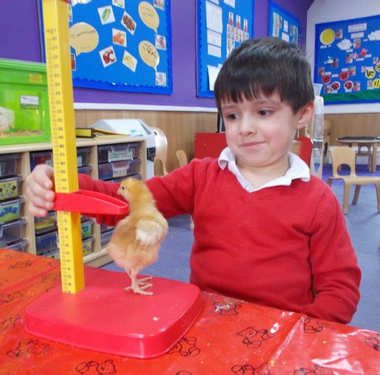 South Woodford Butterflies are Sooo shocked! Our #chicks have grown so tall! #measuring #HappyChickCompany