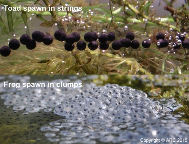 Amphibian and Reptile Conservation tweet media