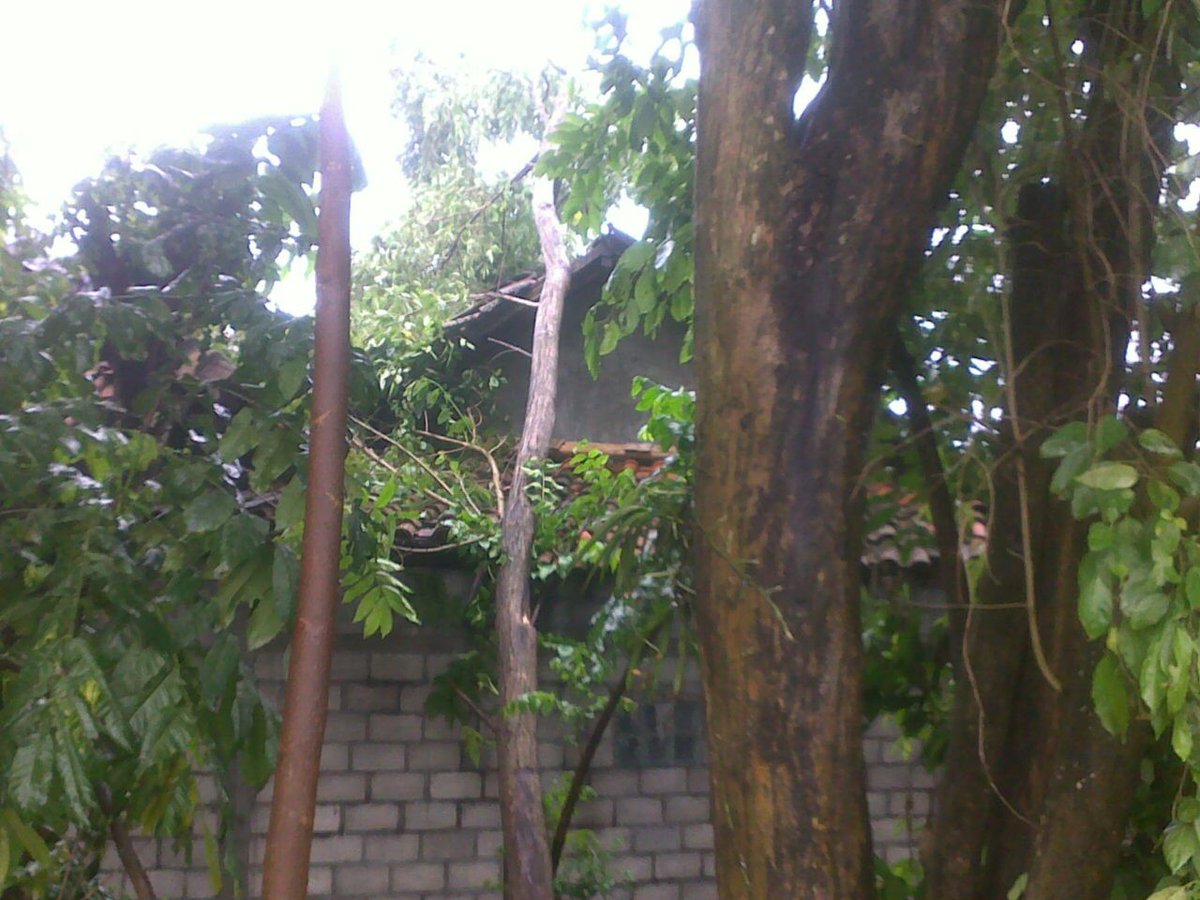Phn  tumbang akbt hjn dsertai angin  30cm.dsn carikan,rt 02 rw 01,tamanmartani,kalasan,sleman.Rmh bpk Warto Rsk Rgn