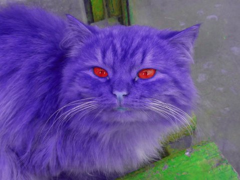 Фиолетовая кошка. Как называется фиолетовый кот. Фиолетовые коты. Как называется фиолетовый кот. Мягкая игрушка фиолетовый кот.