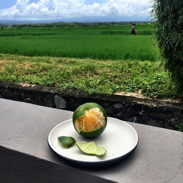 Just enjoying a little Vitamin C by the rice paddies

Image via <a href="/michprom/">MICHELE PROMAULAYKO</a>