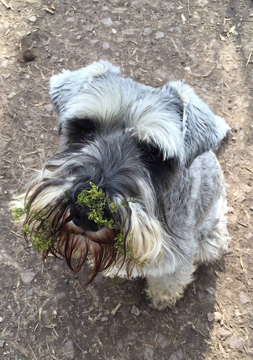 minialfiew's tweet photo. No. I have not been sticking my nose where 'I shouldn't have'! I don't know *what's* given you that idea... https://t.co/7vESFUXTqa