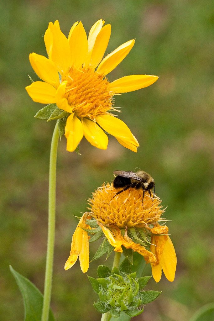 chilkathaiku's tweet photo. Censoriously
labiovelarize the
orange coneflower.
#feirie ☮ https://t.co/b7sNJYCXkW