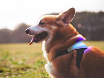 muyinteresante's tweet image. Desarrollan un dispositivo para saber lo que tu mascota está pensando. ¿No es increíble?: 
muyinteresante.es/tecnologia/art…