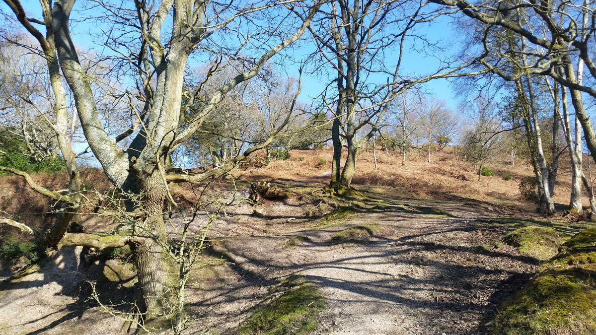 wildrevive's tweet photo. Saw these guys out today #newforest #moylescourt #lovewherewelive #Wildrevive #springishere lovely run 😀😀 https://t.co/jnNDODy971