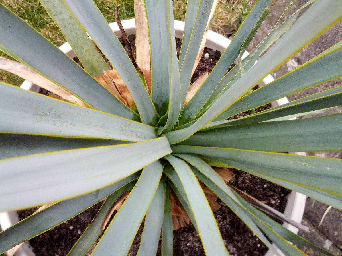 ExoplantForum's tweet photo. #Yucca ID?

https://t.co/OgkvQys2tb https://t.co/WAZmqPtQQh