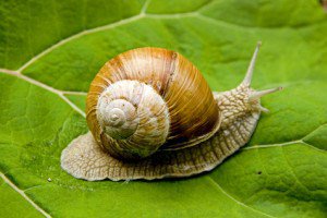 itboy_diary's tweet photo. Crème à la bave d’escargots. https://t.co/678U2Ti9Pc https://t.co/eDOrFPBOJX