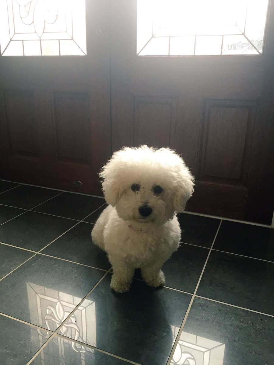 Vicki_Usherwood's tweet photo. So hard to leave my baby! #whereareyougoing #takemewothyou #bichonfrise https://t.co/MPG10E0YyP