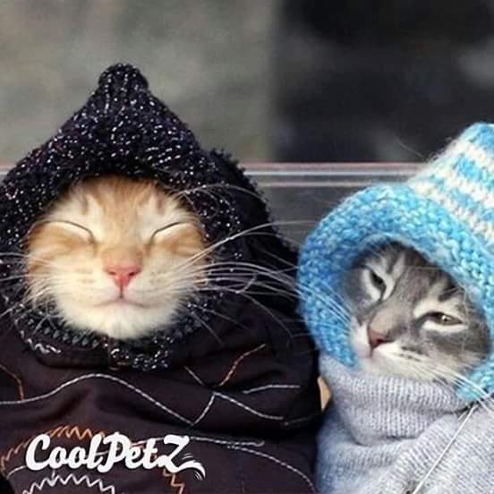 Huseyinagar4's tweet photo. Guten Morgen' Danke fur's folgen. Bonjour, Madam Mazel. Kkkkkkkkkk https://t.co/HThzV6awI6