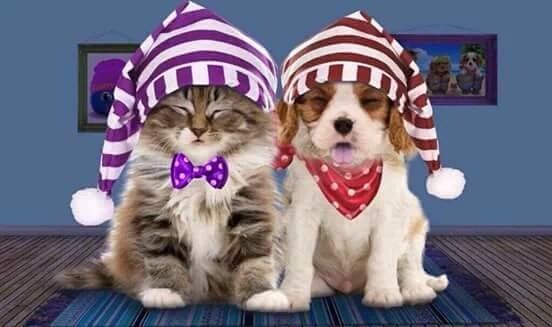 Huseyinagar4's tweet photo. Guten Morgen' Danke fur's folgen. Bonjour, Madam Mazel. Kkkkkkkkkk https://t.co/HThzV6awI6
