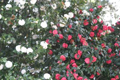 Ito 赤い椿 白い椿と 落ちにけり 河東碧梧桐 俳句 春 T Co Ci0i2tqdeq Twitter