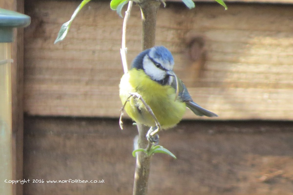 wildlife_news's tweet photo. RT @NorfolkBea: Big beak #bluetit returns for some eats at the #HoltBirdCafe #suetpellets @BTO_GBW @wildlife_uk https://t.co/Q41U1LGMZt