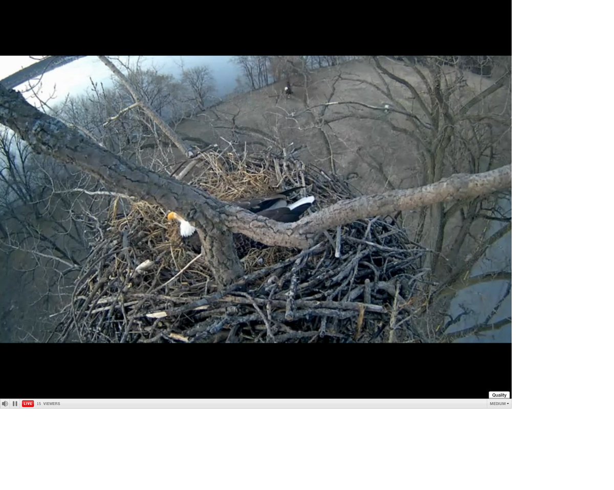 mongee's tweet photo. #alcoaeaglecam  Peaceful morning https://t.co/HsRclZRD7d